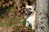 BOULEDOGUE FRANCAIS 1253